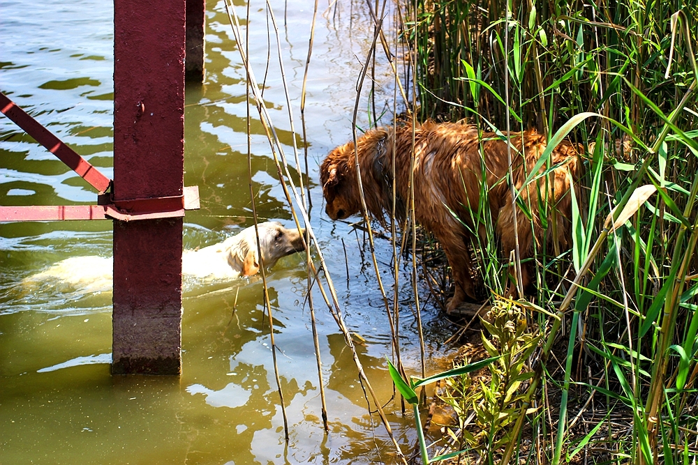 在岸边等候的金毛犬,两只落水狗,在互相交流着什么,互许金毛犬在安慰