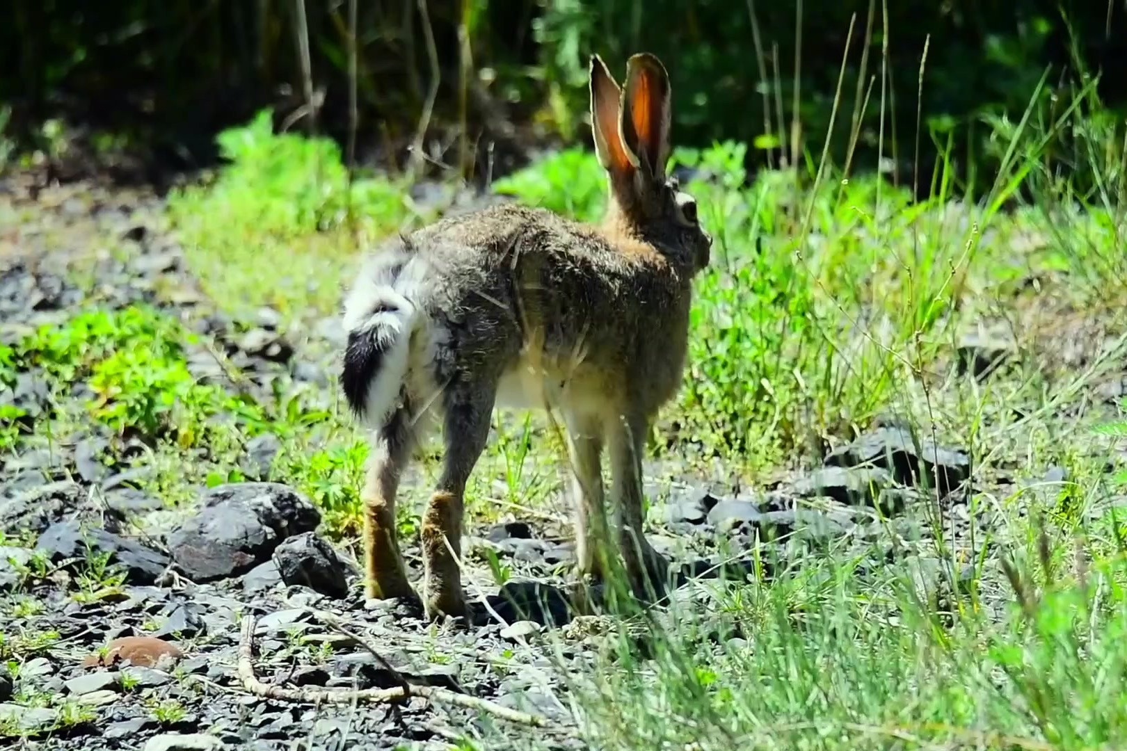 超过 60 张关于“Young Hare”和“野兔”的免费图片 - Pixabay