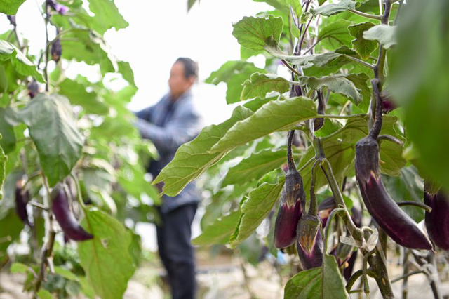 在茄子收获后以及第二年茄子种植前,对田间的病残体要及时清理,尤其是