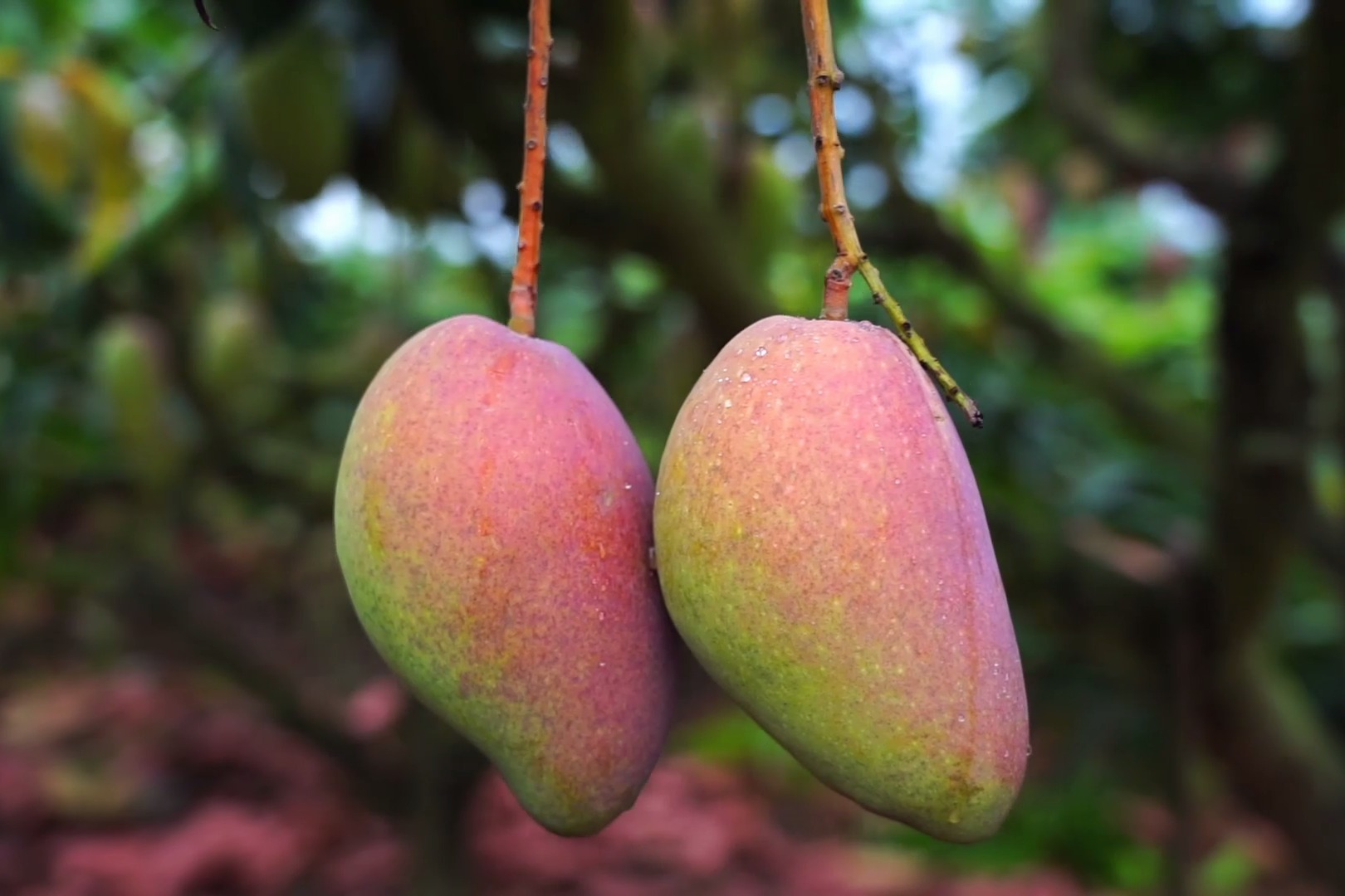 芒果上蓟马蚧壳虫危害大这样对症防治事半功倍蜜蜂tv