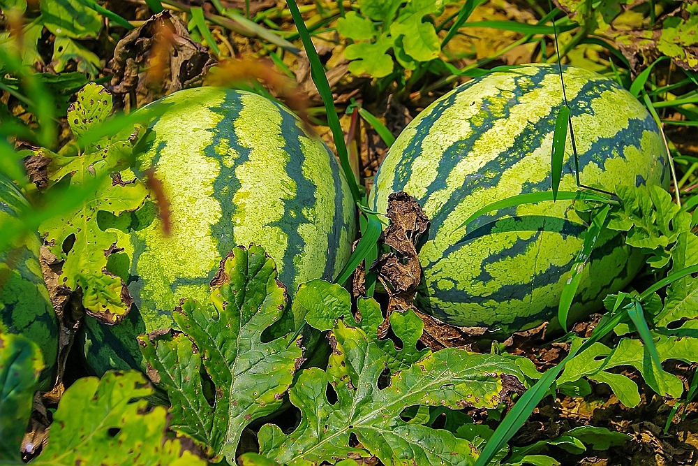 去大美庄园亲手摘个西瓜抱回家!__凤凰网