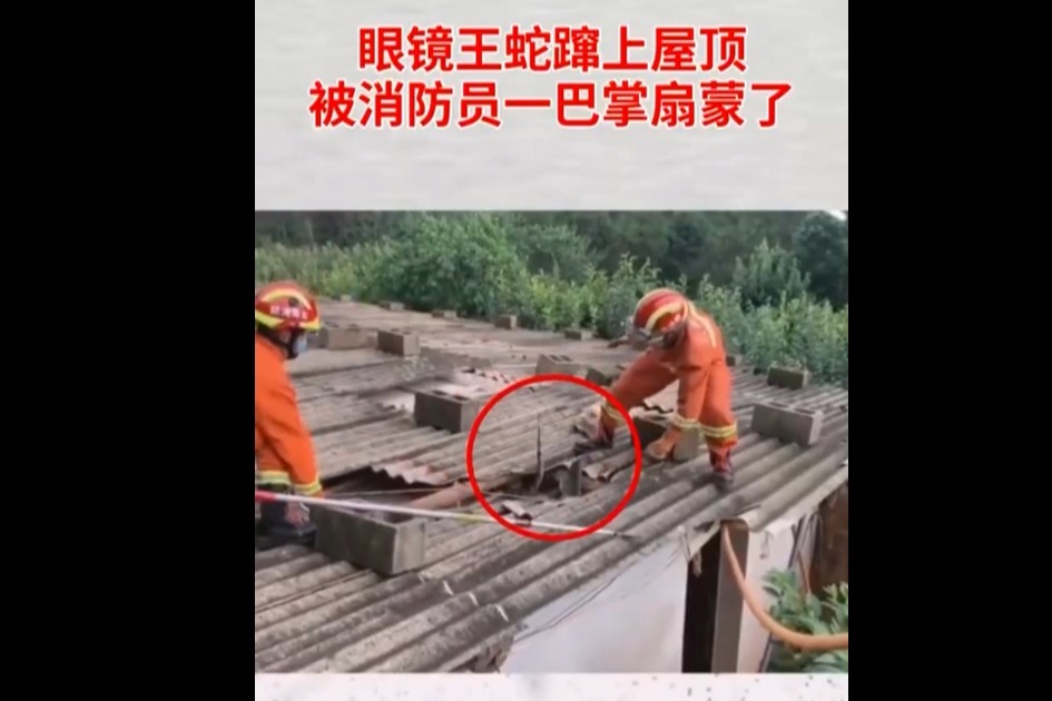 太威武了……眼镜王蛇窜上屋顶被消防员一巴掌扇蒙了