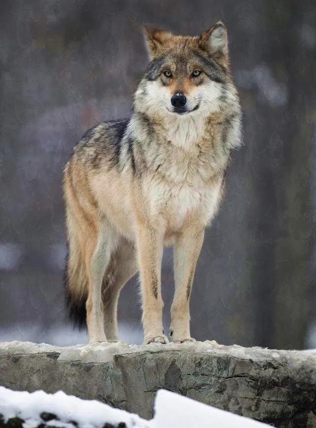 故事|母狼报恩(下)__凤凰网