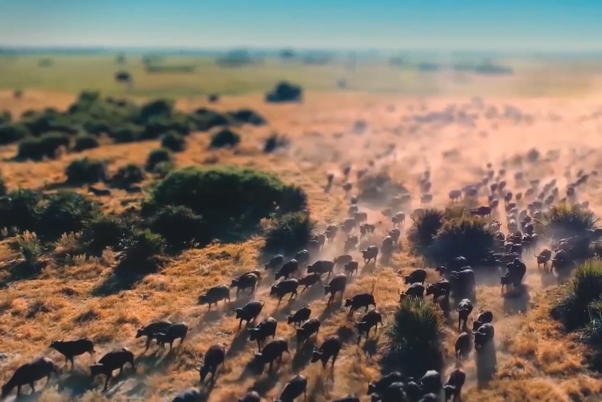 7500万头美洲野牛几乎灭绝，如今安居黄石公园，缓慢恢复