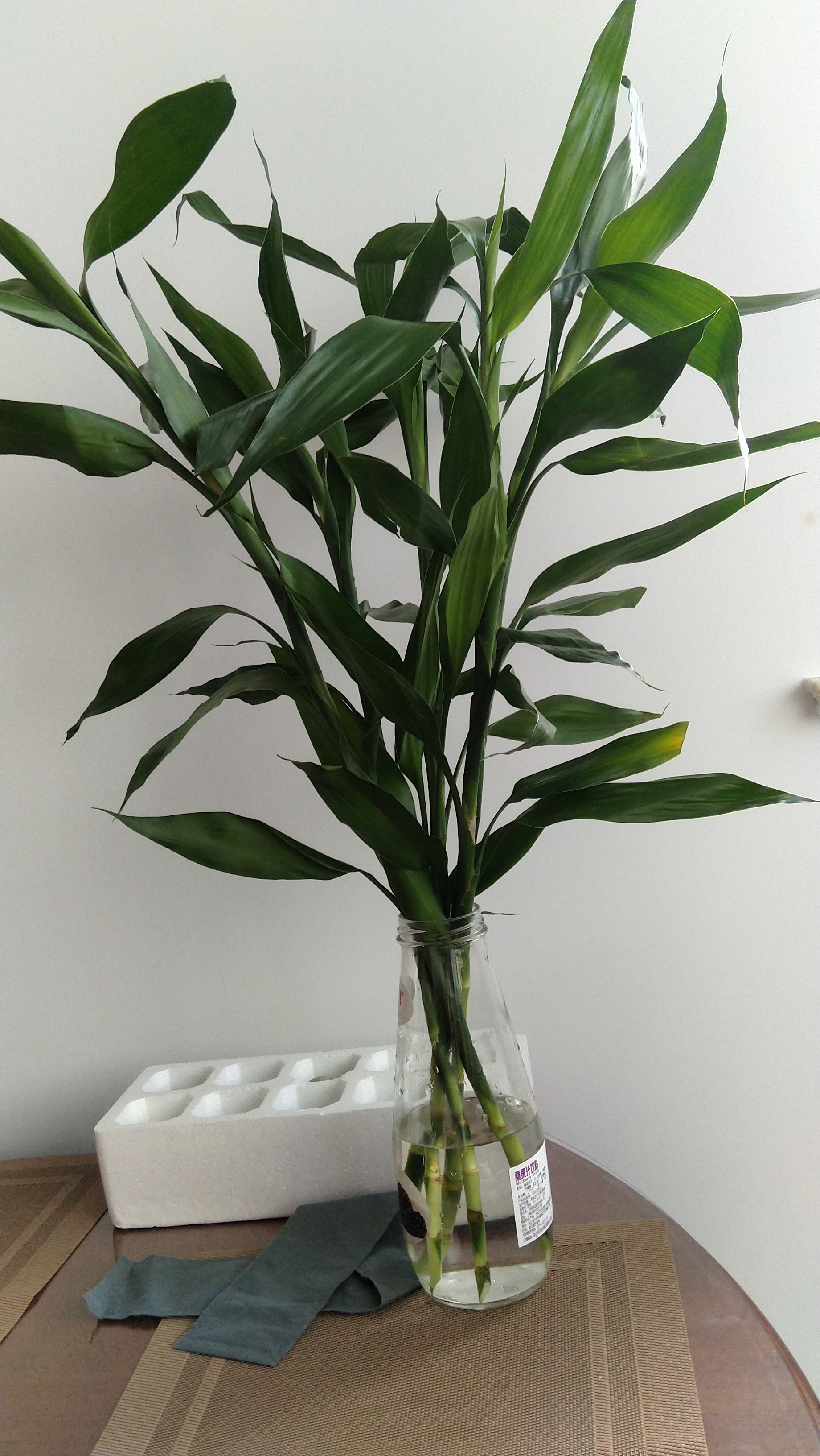 现在这几棵新进家门的富贵竹,我好好对待它们吧