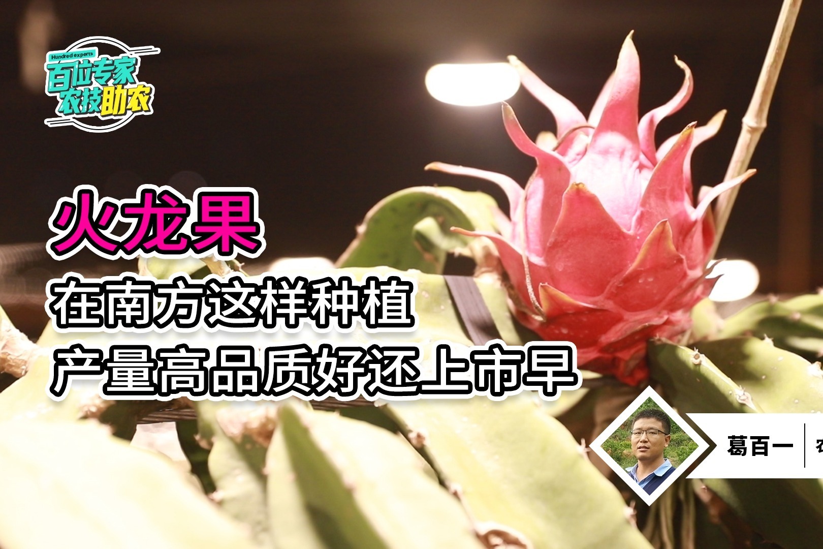 揭秘：南方火龙果高产、品质好、提早上市种植技术-蜜蜂TV