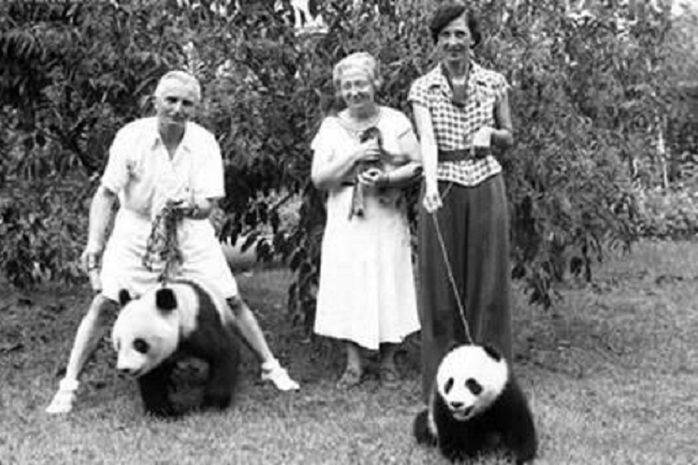 咸鱼故事：靠偷猎大熊猫而获得荣华富贵的美国女探险家