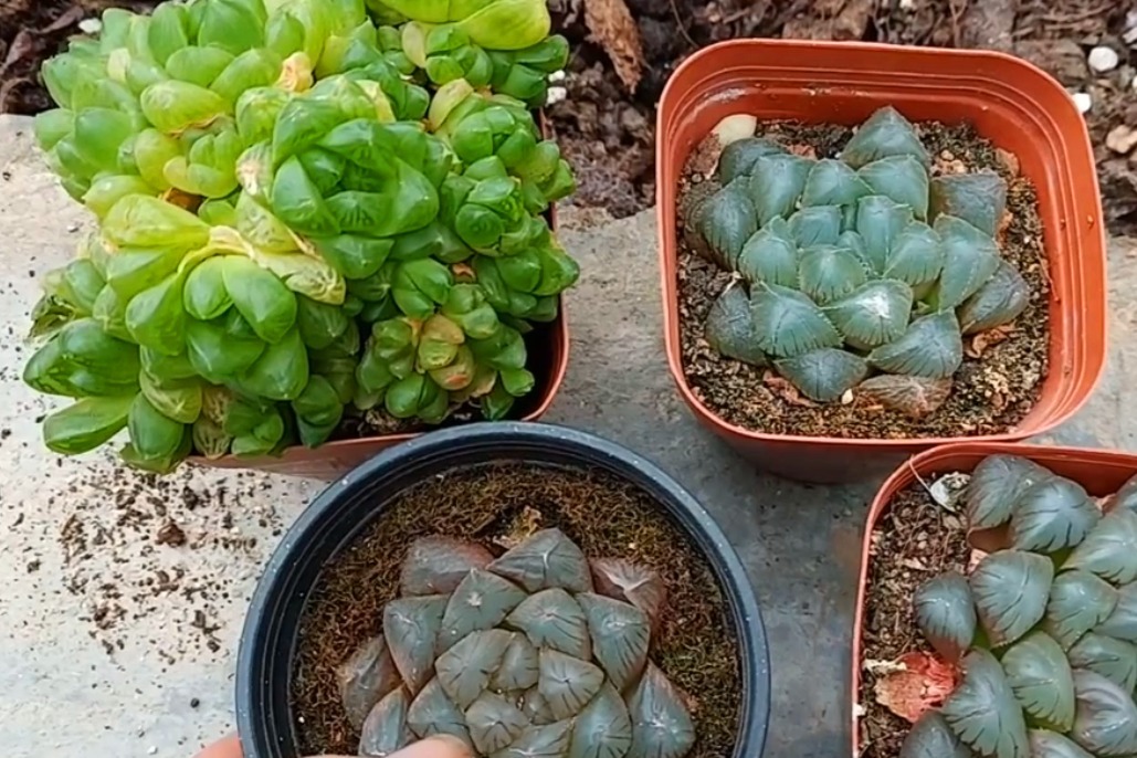 了解多肉玉露生长特点，才能养好玉露，夏天也可以美美哒