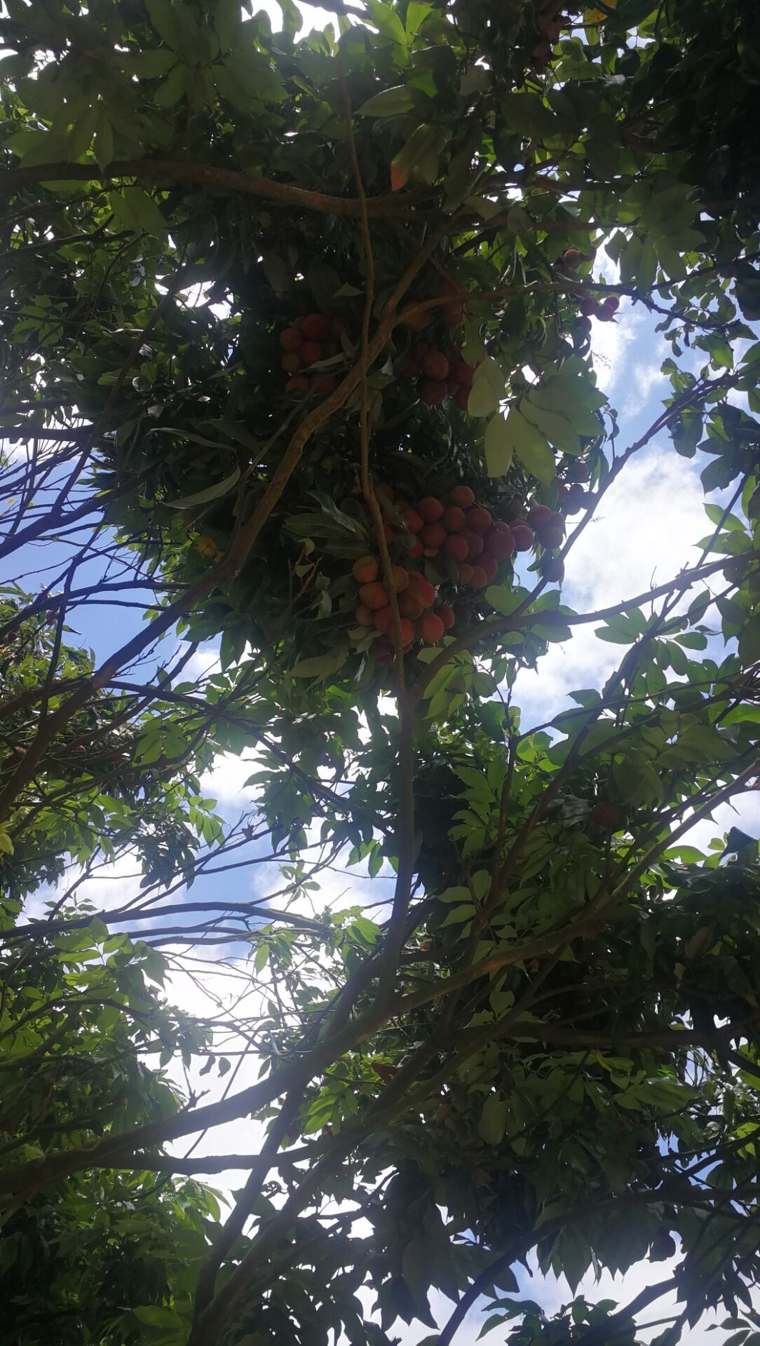 广州的荔枝熟了,疫情以来第一次去郊外采摘荔枝