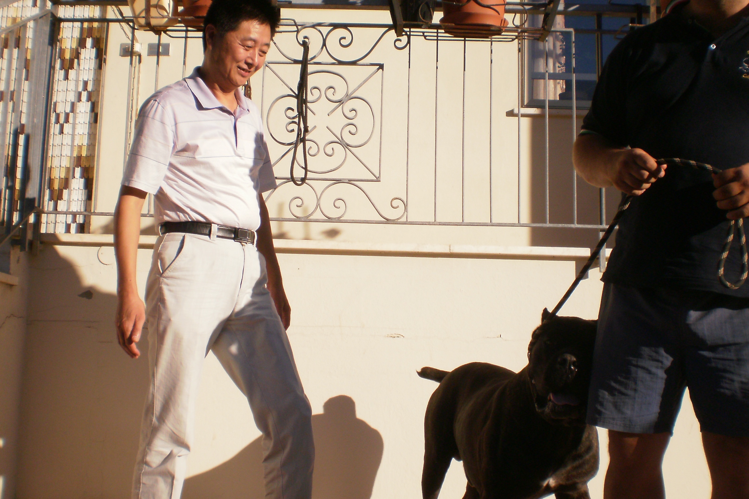 卡斯罗小卡出售 - 卡斯罗交易 - 猛犬俱乐部-中国具有影响力的猛犬网站 - Powered by Discuz!