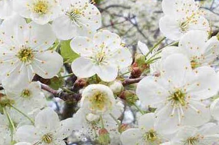 梨花开 春带雨 梨花落 春入泥