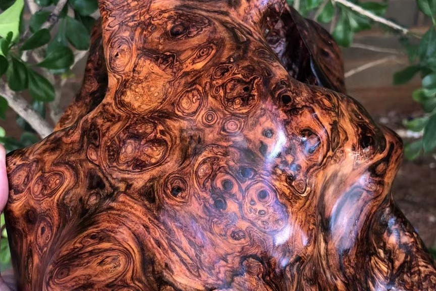 木中黄金正宗海南黄花梨满瘤疤10余年稀世珍藏料