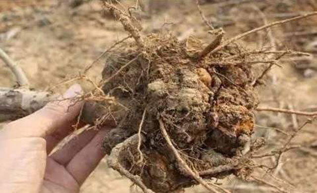 桃树根腐病一般在夏秋季节发生.