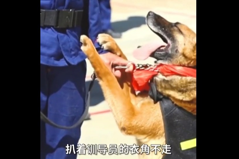 泪目！西藏拉萨5只功勋搜救犬退役，扒住训导员不愿离开
