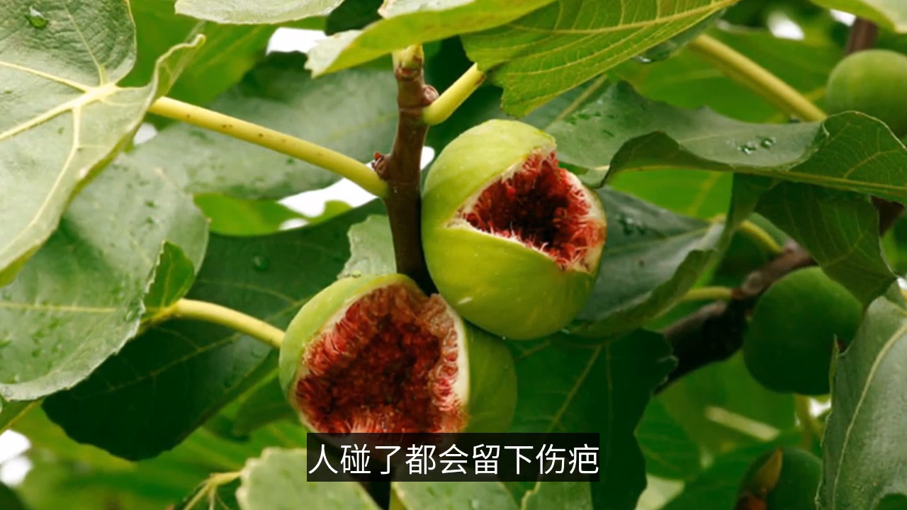 无花果开花吗(无花果树怎样修剪才能多结果)