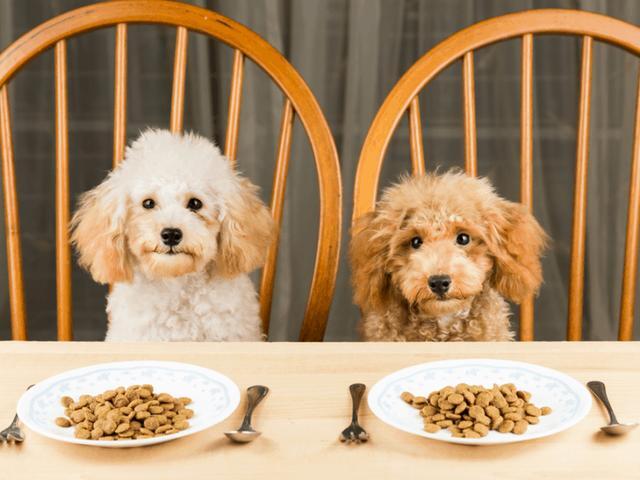 多动,心跳异常,癫痫,甚至可能会导致死亡; 葡萄,葡萄干大量食用后