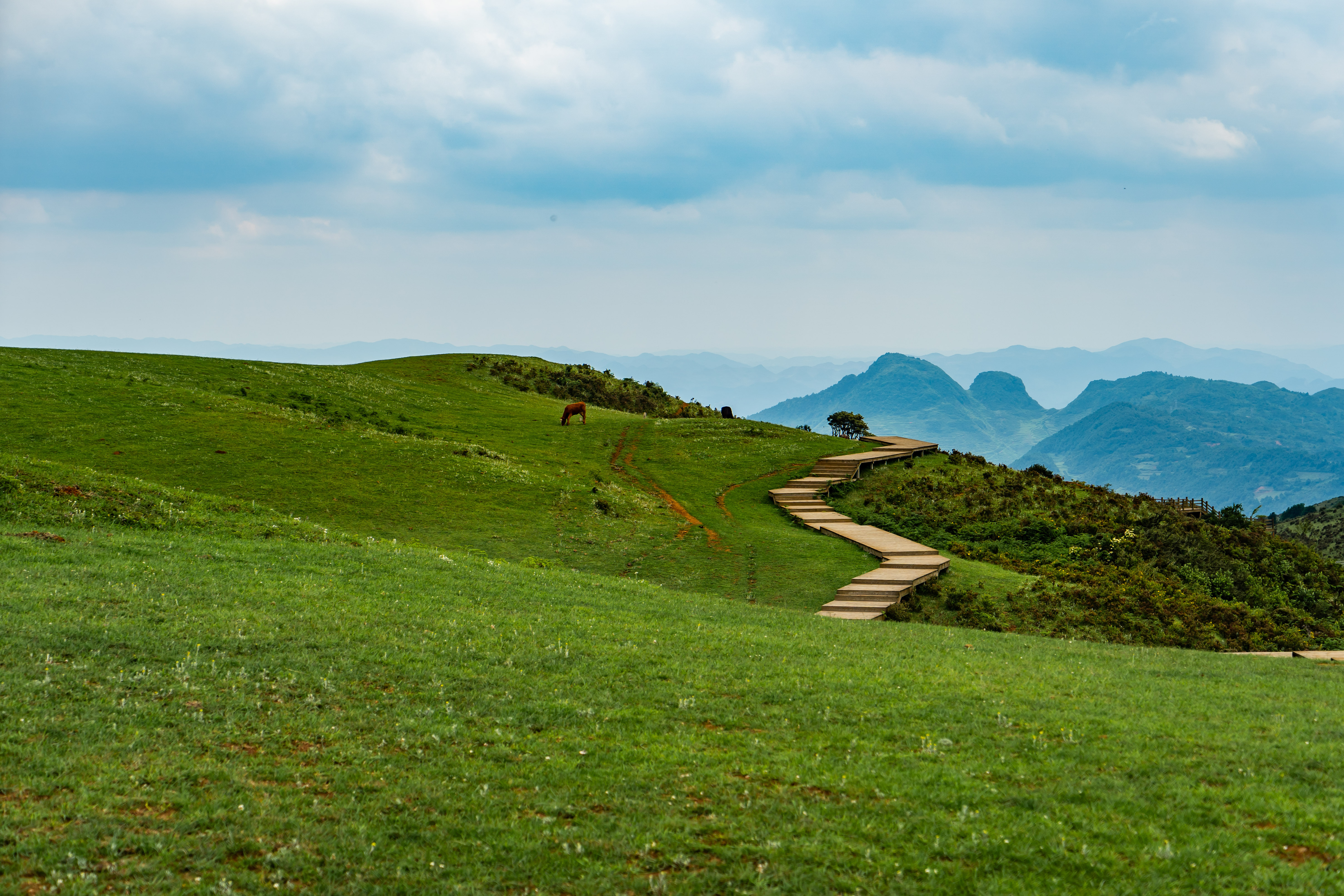 贵州也有大草原,观10万亩"空中草原",赏山里的"摇钱树"__凤凰网
