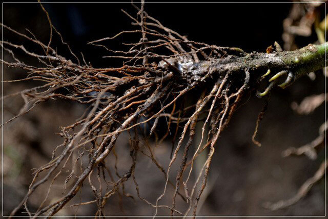 当归黄叶死苗怎么治?烂根病用药根小子
