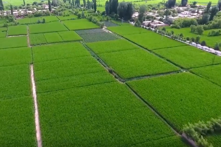 张掖：科技特派员让泥土散发芳香