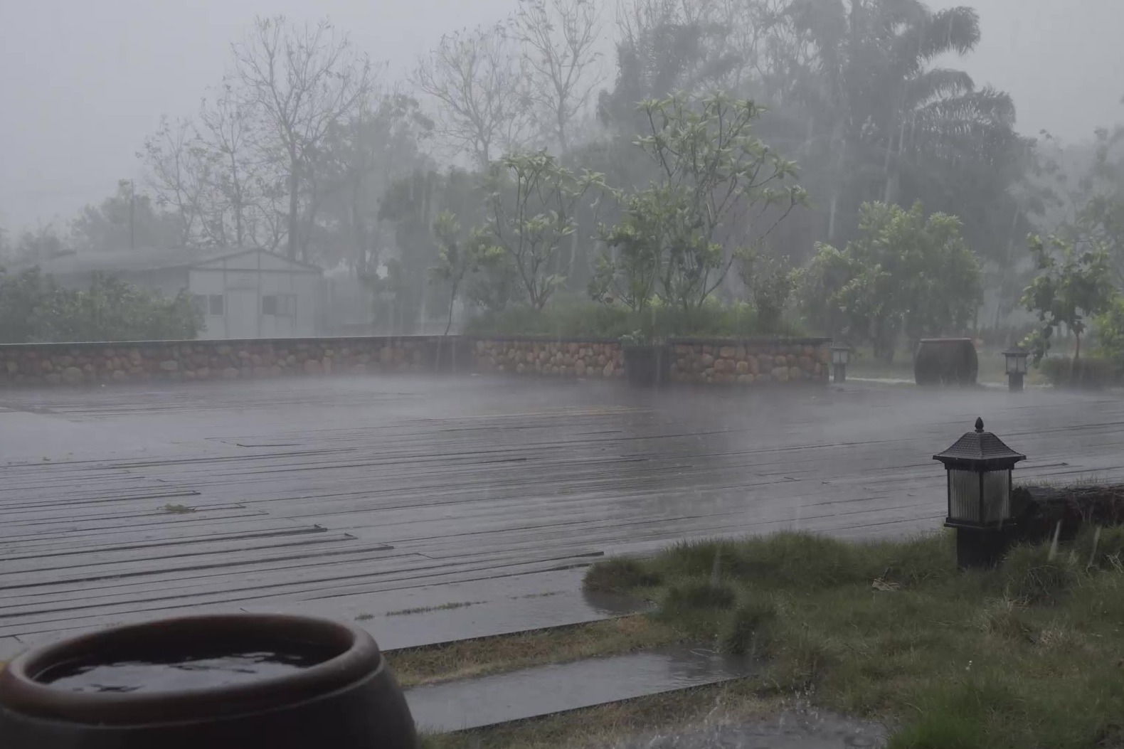 连续40℃高温，终于喜迎倾盆大雨，柚子树们摇摆着身体，欢喜雀跃