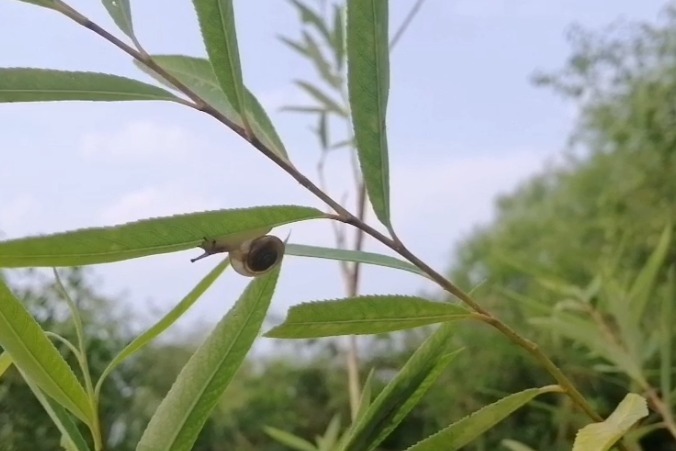 蜗牛的速度比我想象的要快，它更可贵的是坚持。生活值得期待！