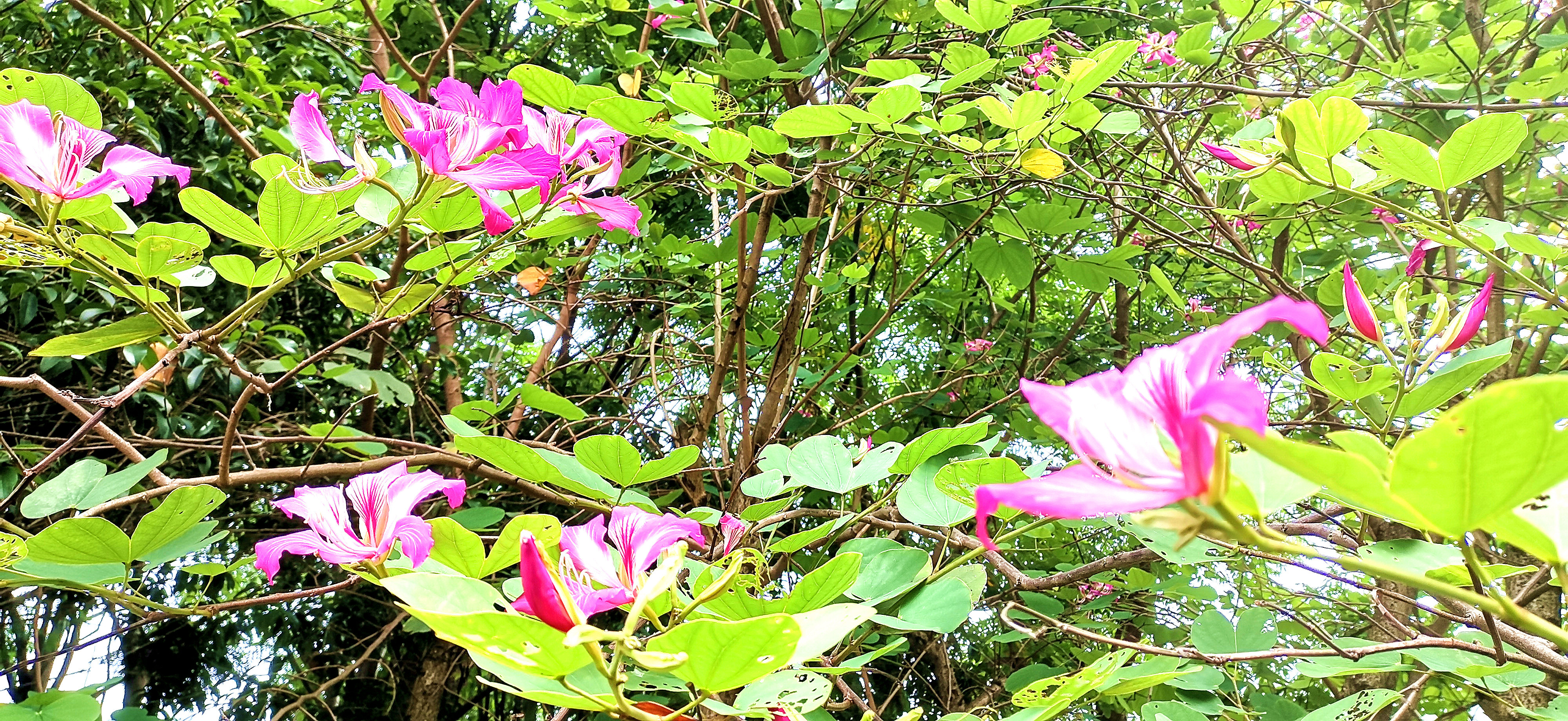 近日,來到吉安螺湖灣溼地公園,園內的洋紫荊樹花開燦爛.