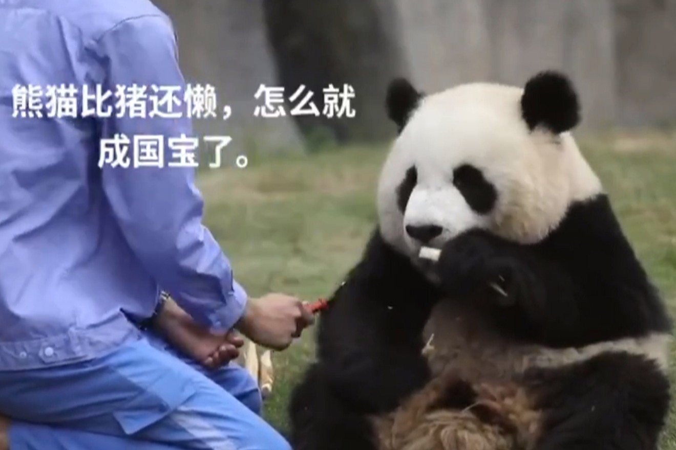 可恶,为什么这家伙这么懒还这么可爱_凤凰网视频_凤凰网
