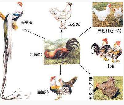 鸡与人有一个共同的祖先?