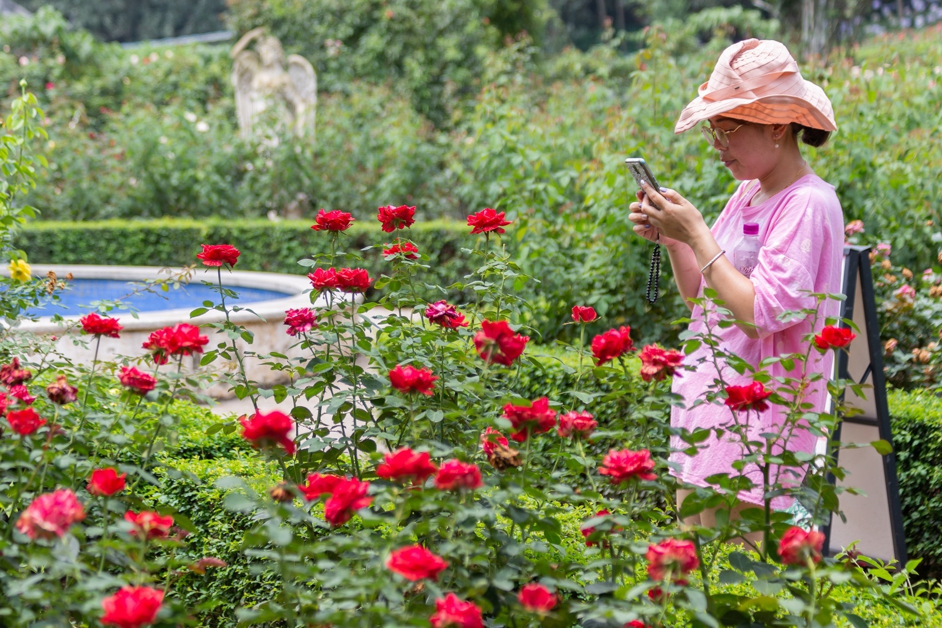 盛夏 成都漫花庄园700余种欧洲玫瑰竞相绽放