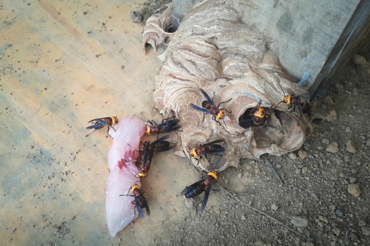 胡蜂红娘是怎么吃肉的?看着它大口大口吃真香