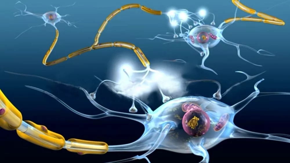 磷脂(phospholipid)__凤凰网