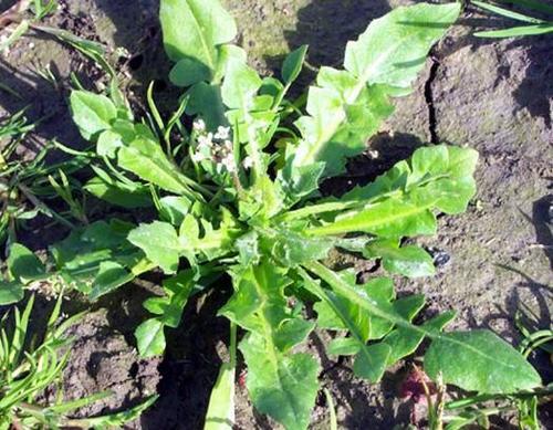 四種最常見的野菜,營養價值卻非常高__鳳凰網