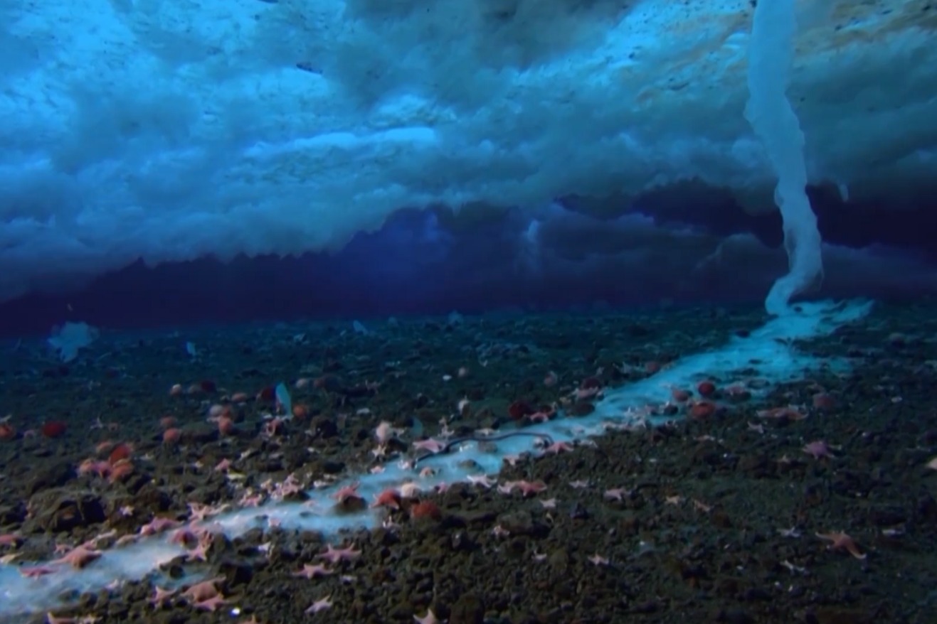 神秘的南极海底，一个充斥着危险却又美丽的地方