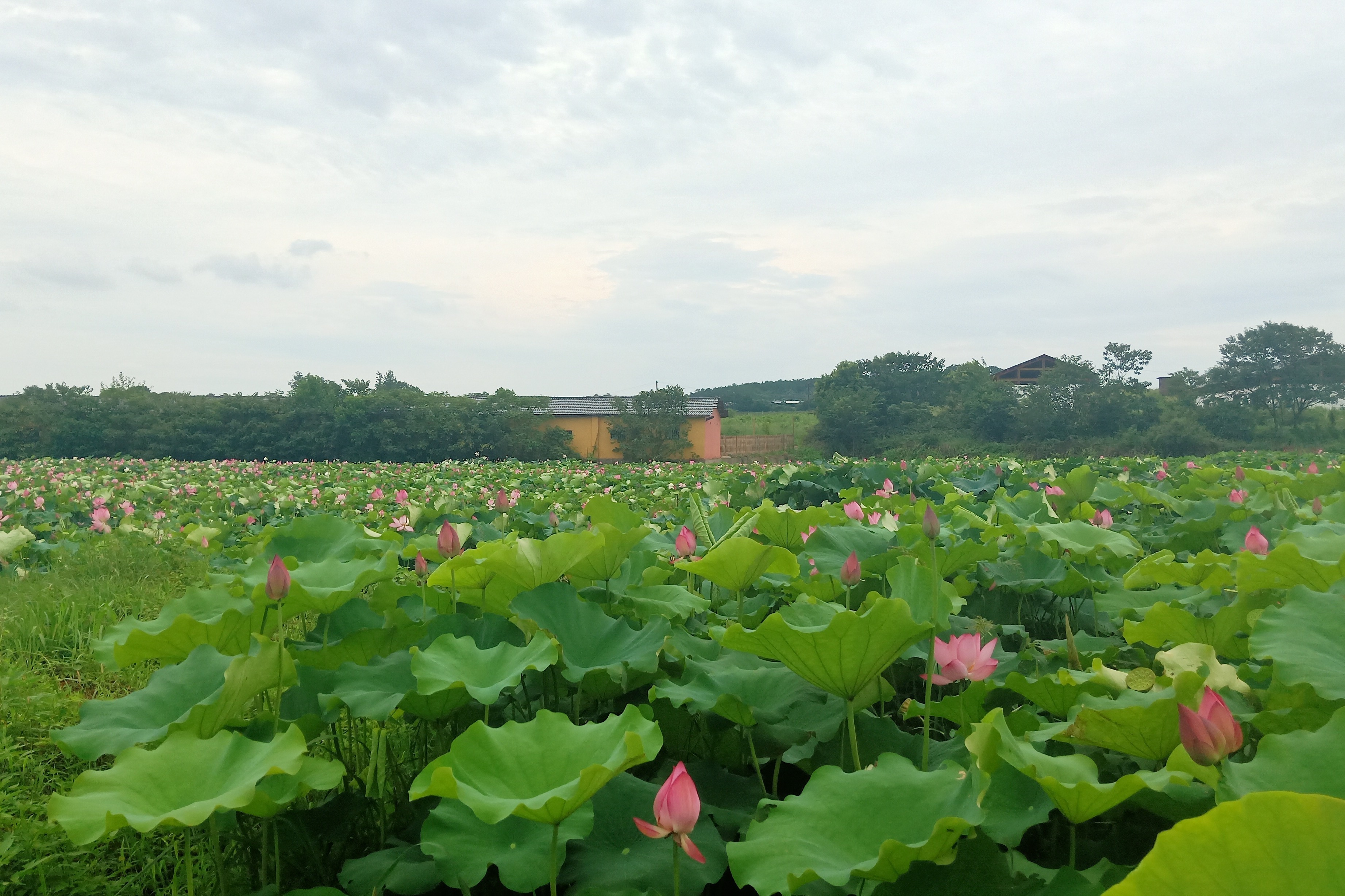 井冈山国家农业科技园内的荷花盛开风景如画