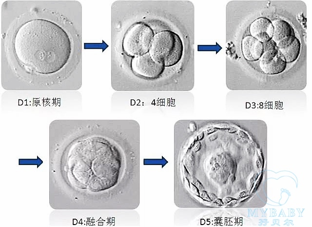 国内三代试管哪里最好（试管婴儿冻胚和鲜胚哪个成功率高?）