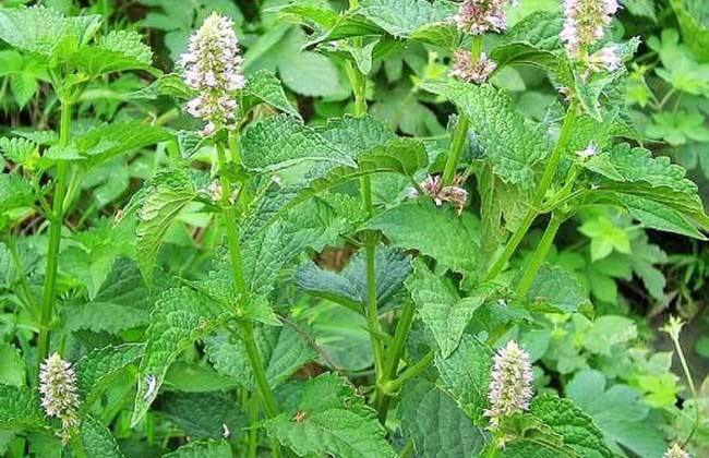 夏天说说藿香正气水的别样用法