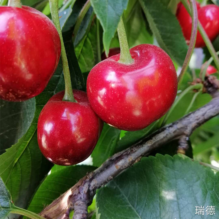 瑞德樱桃苗,冰糖樱和宾库的后代,优良特性超乎想象