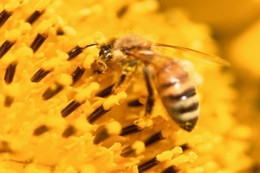 蜜蜂是如何采集花粉与花蜜的？