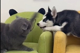 猫狗大战：装最凶的样子 做最怂的狗