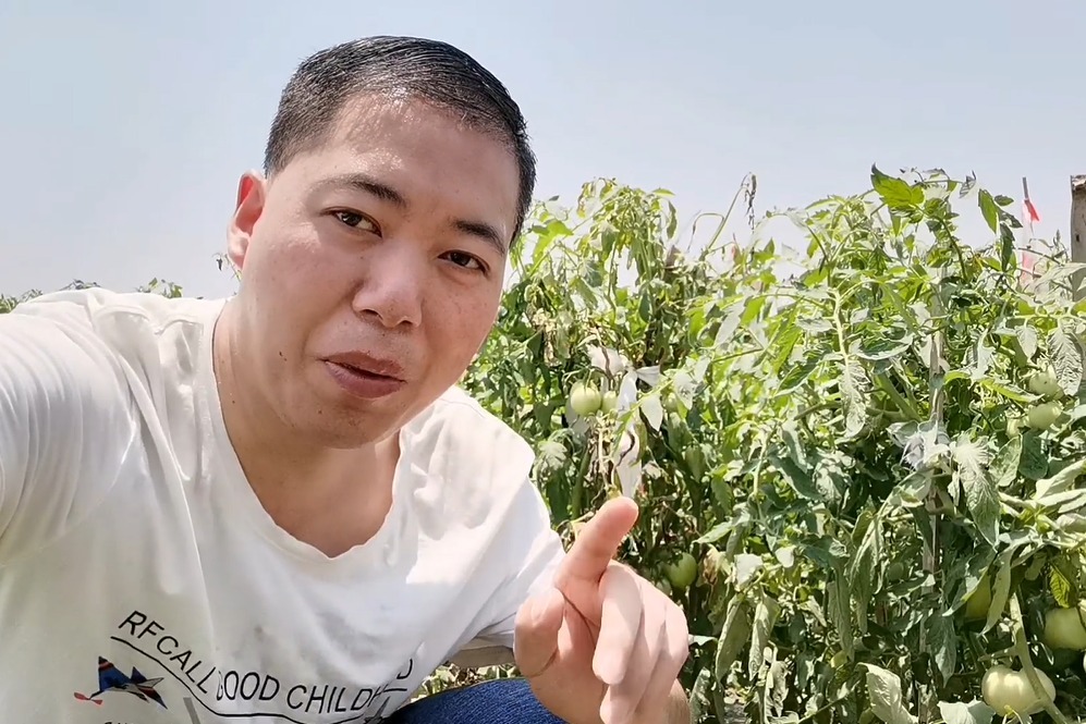 农村小伙带你看西红柿小小枝叶结了大西红柿你爱吃吗