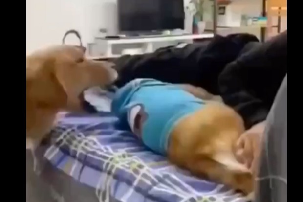 嫉妒使狗子面目全非