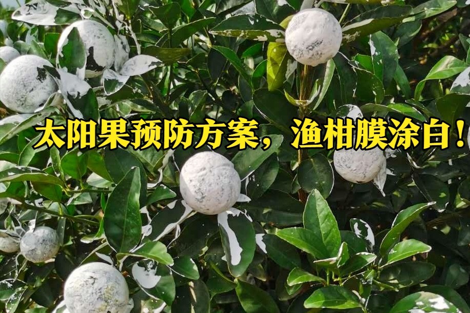 沃柑茂谷柑怕晒，太阳果怎么办？太阳果预防方案，渔柑膜涂白！