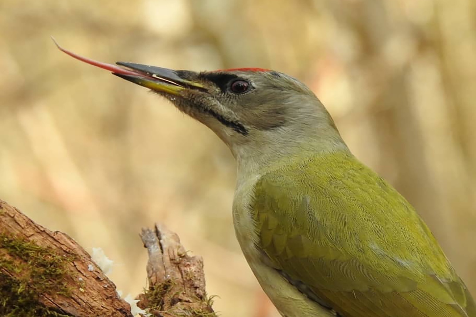 绿啄木鸟的长舌头对它有什么好处