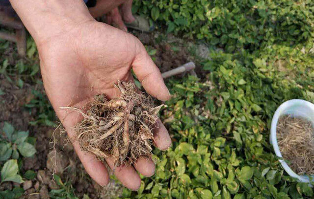 太子参黄叶死苗用什么好?党参枯萎黄萎病怎么用药?烂根病防治特效药根