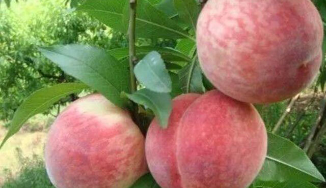 果树桃子什么时候打膨大素？追肥用什么肥料好？防