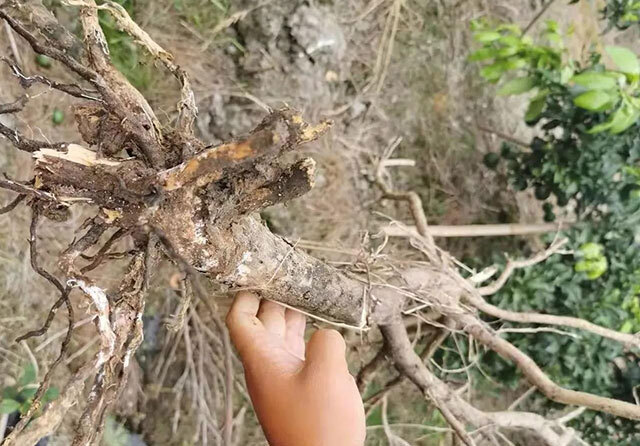 桃树根腐病怎么用药?杏树软腐烂根病怎么办?黄叶死苗防治用药根小子