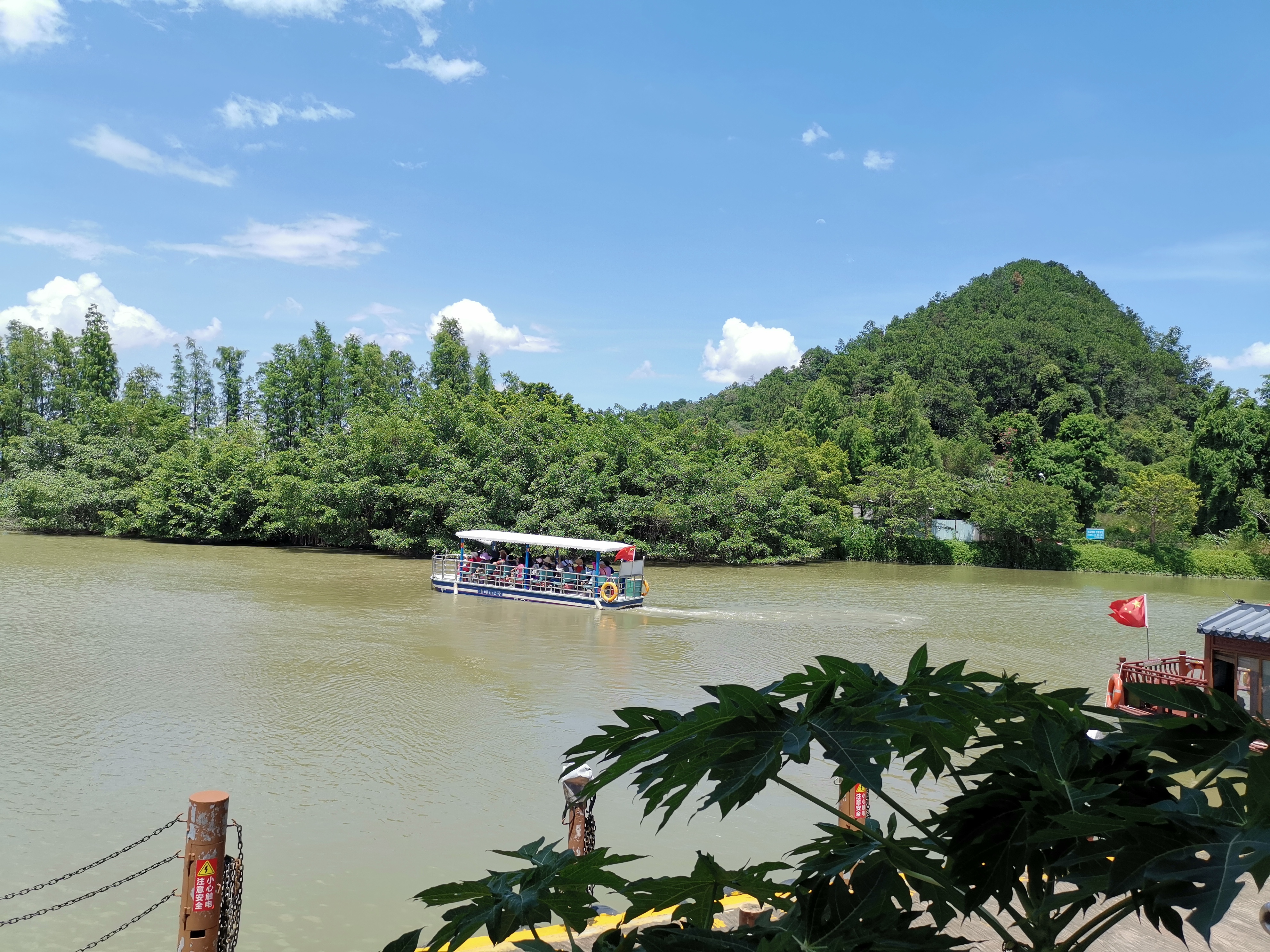 鸟的天堂 巴金散文笔下的江门市新会区天马村庄天马河上榕树林__凤凰