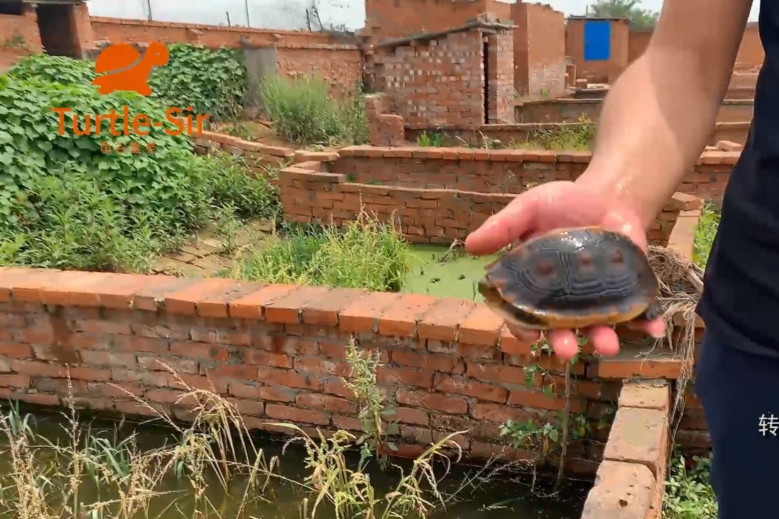 黄缘龟真菌和腐皮的原因和治疗办法「龟谷鳖老」