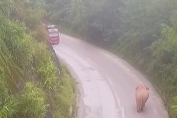 亚洲象与卡车上演现实版“猫捉老鼠”  亚洲象：慢点儿，追不上了