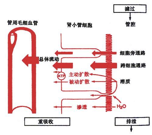 肾小管和集合管重吸收物质具有下列的特点.